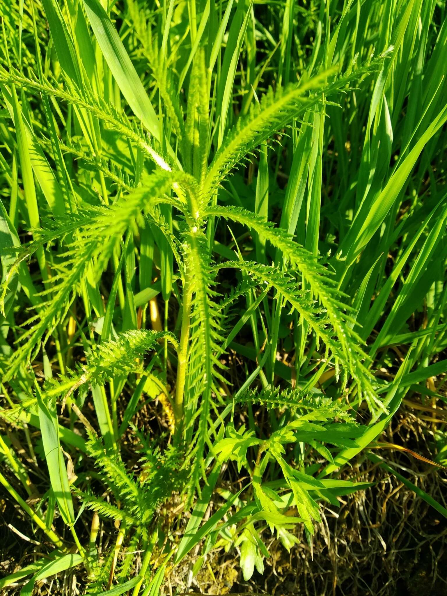 Achillea ptarmicoides Maxim. resmi