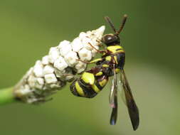 Image of Leucospis brevicauda Fabricius 1804