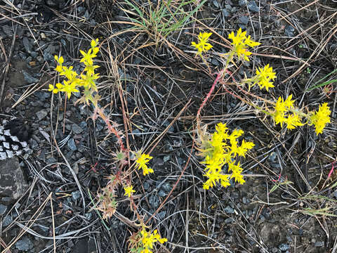 Слика од Sedum stenopetalum Pursh