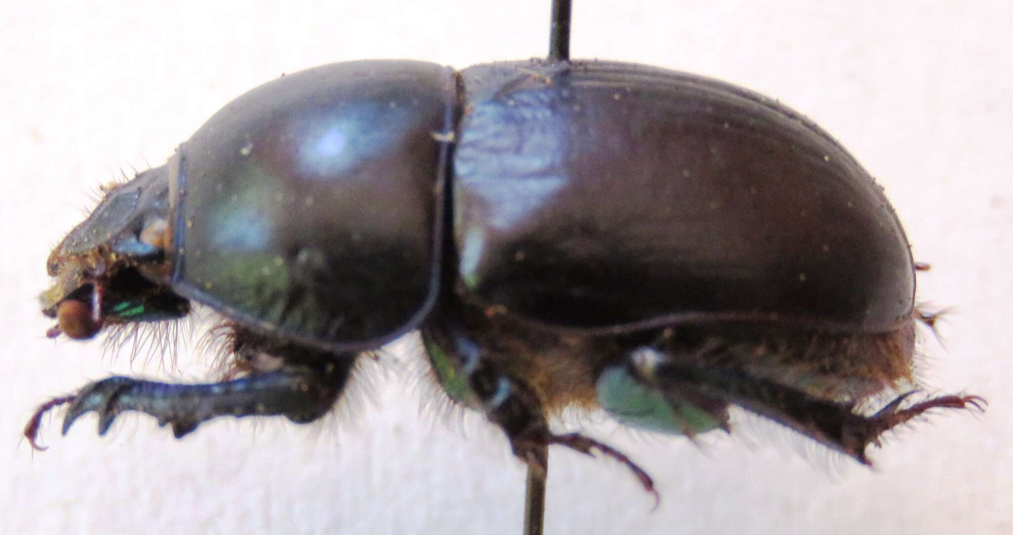 Слика од Sericotrupes niger (Marsham 1802)