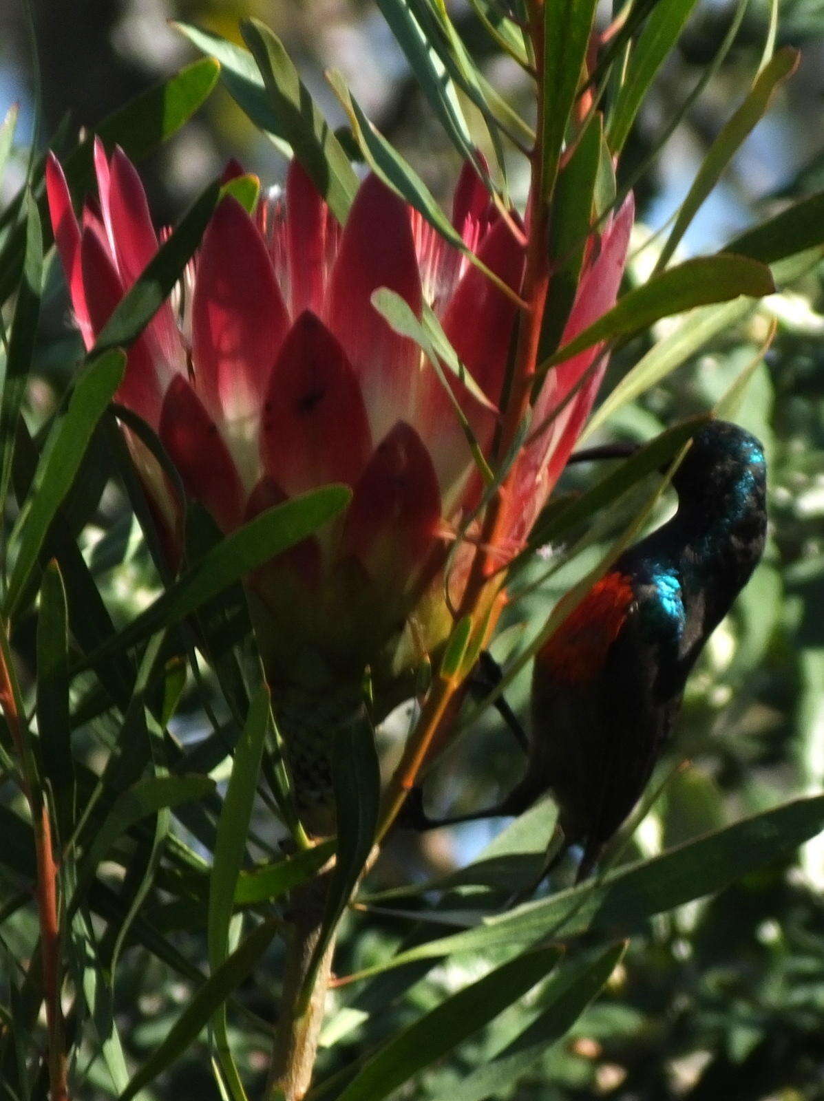 Image of Greater Double-collared Sunbird