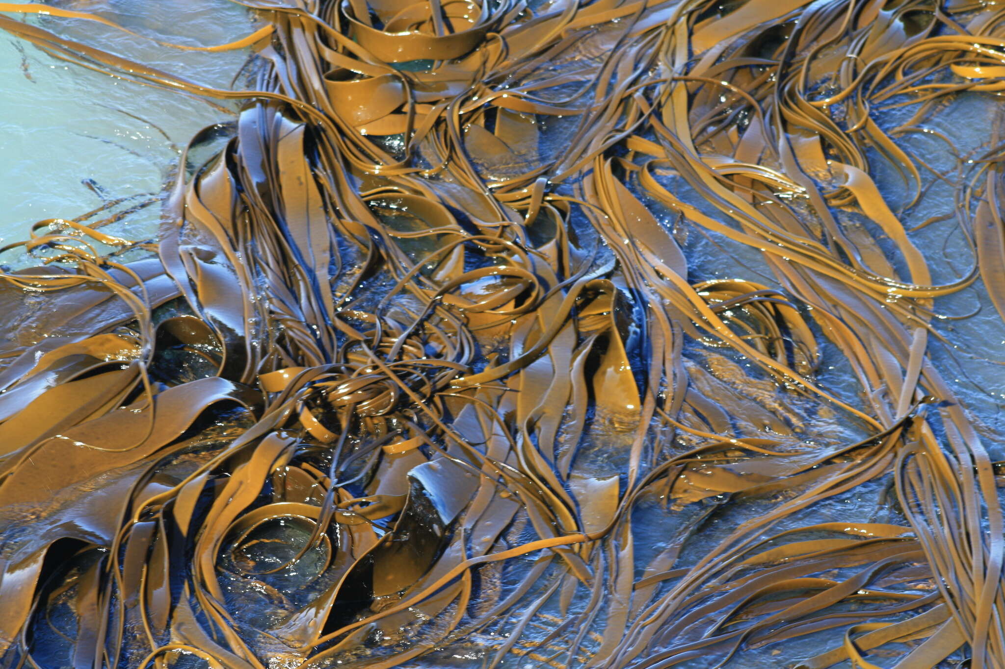 Image of New Zealand bull kelp