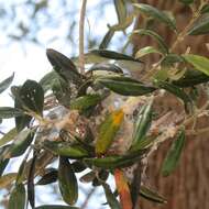 Image of Olive psyllid