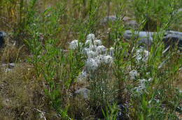 Image of Dianthus kuschakewiczii Regel & Schmalh.