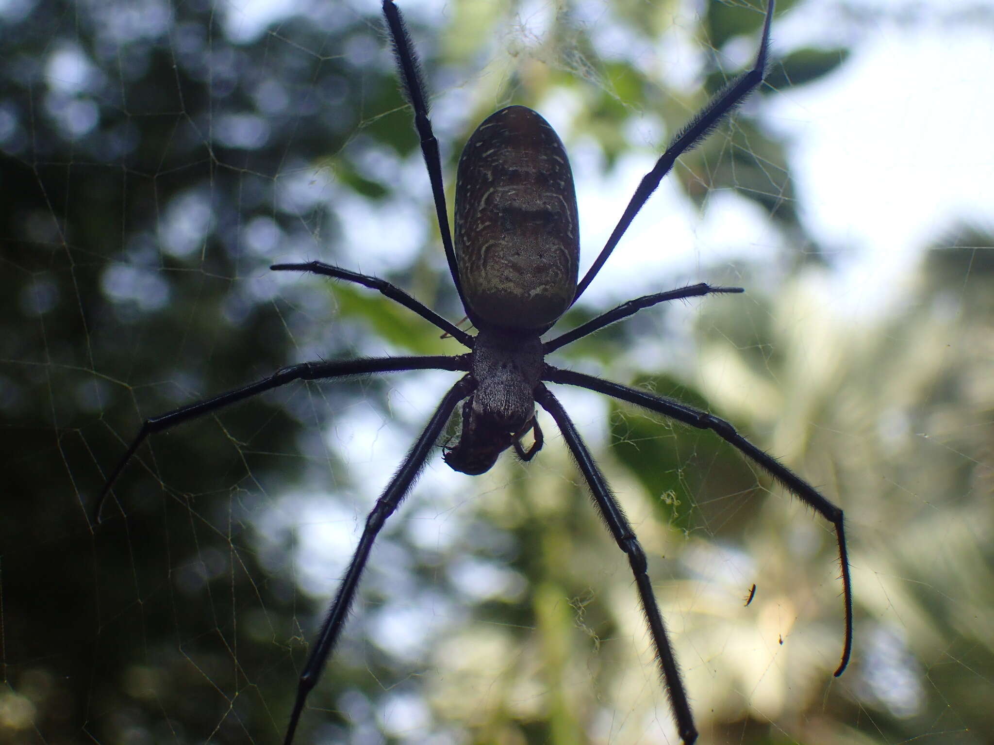 Image of Trichonephila fenestrata venusta (Blackwall 1865)