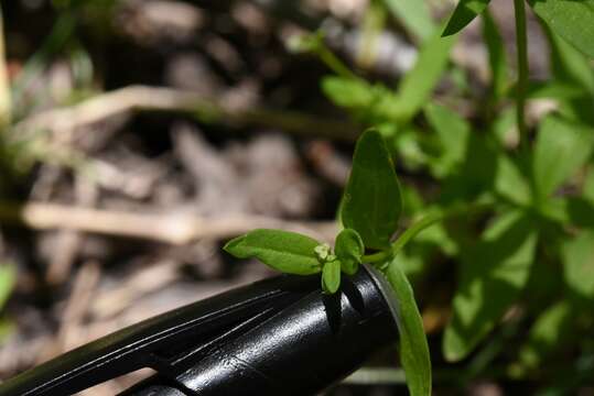 Image of twinleaf bedstraw