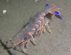 Image of target rock shrimp