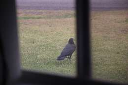 Image of Torresian Crow