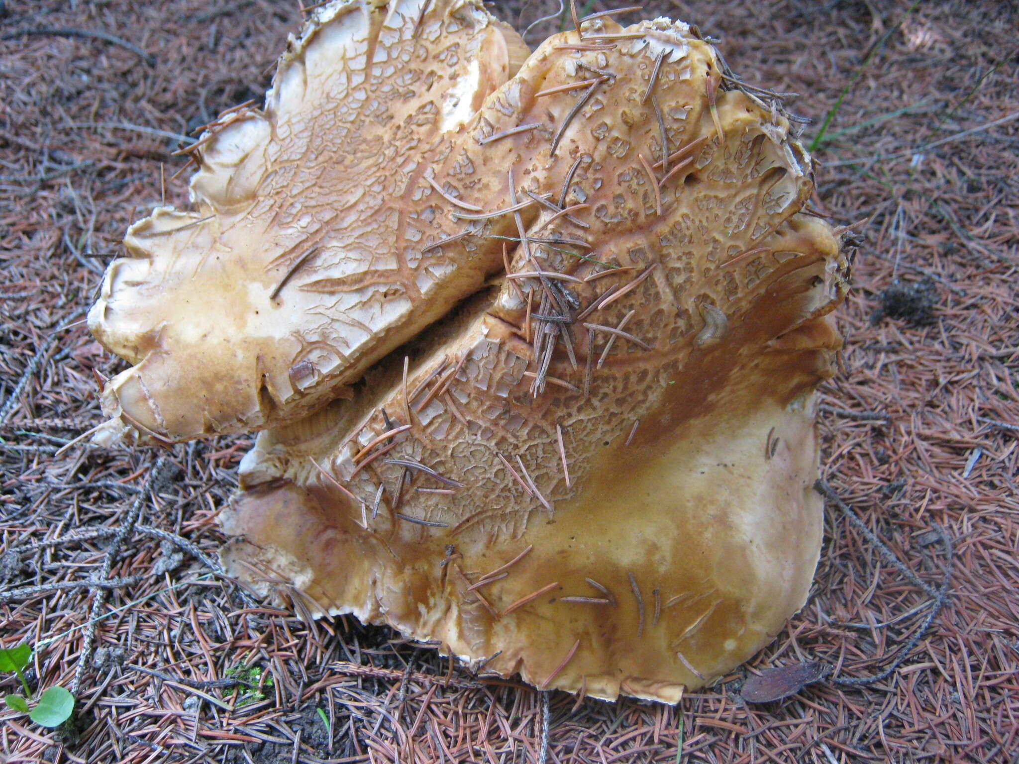 Image of Boletus chippewaensis A. H. Sm. & Thiers 1971