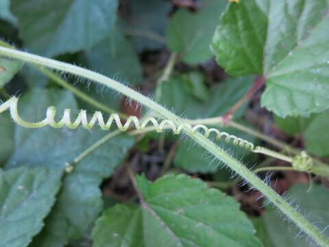 Image of oneseed bur cucumber