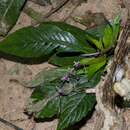 Boeica fulva C. B. Clarke的图像