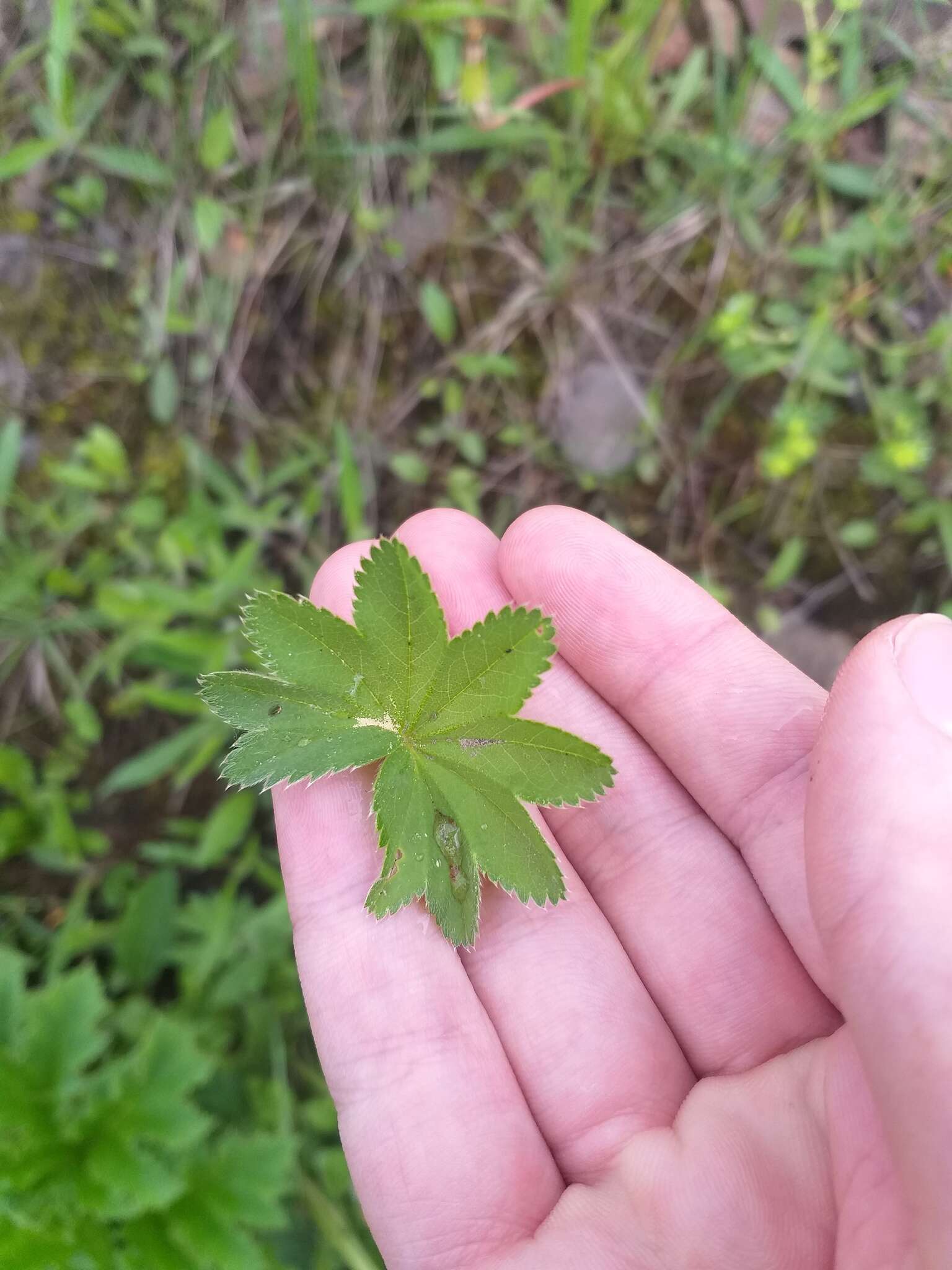 Image of Alchemilla micans Buser