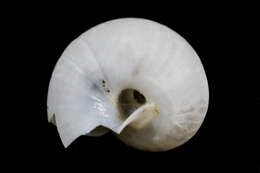 Image of <i>Eremarionta millepalmarum</i>