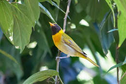 Image of Guira Tanager