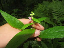 Stachys latidens Small resmi