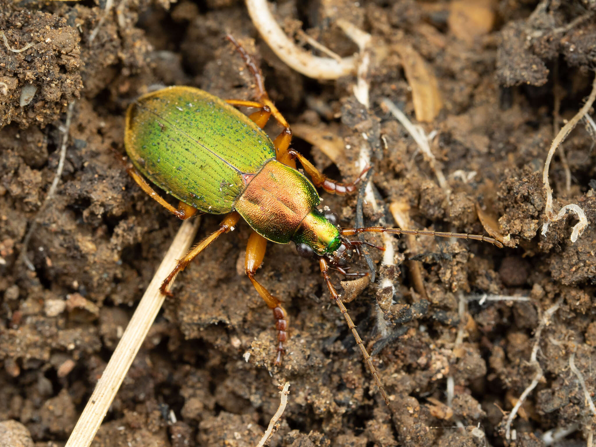 Image of Chlaenius (Chlaenius) pallipes (Gebler 1823)