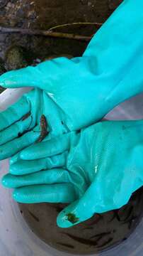 Image of Common goby