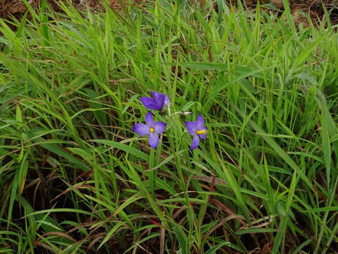 Image of Exacum tetragonum Roxb.