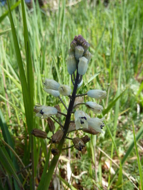 Image of Bellevalia romana (L.) Sweet