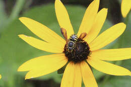 Image of Paranthidium jugatorium lepidum (Cresson 1878)