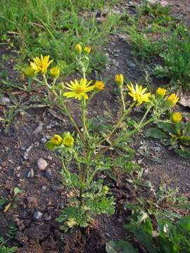 Plancia ëd Jacobaea ambracea (Turcz. ex DC.) B. Nord.