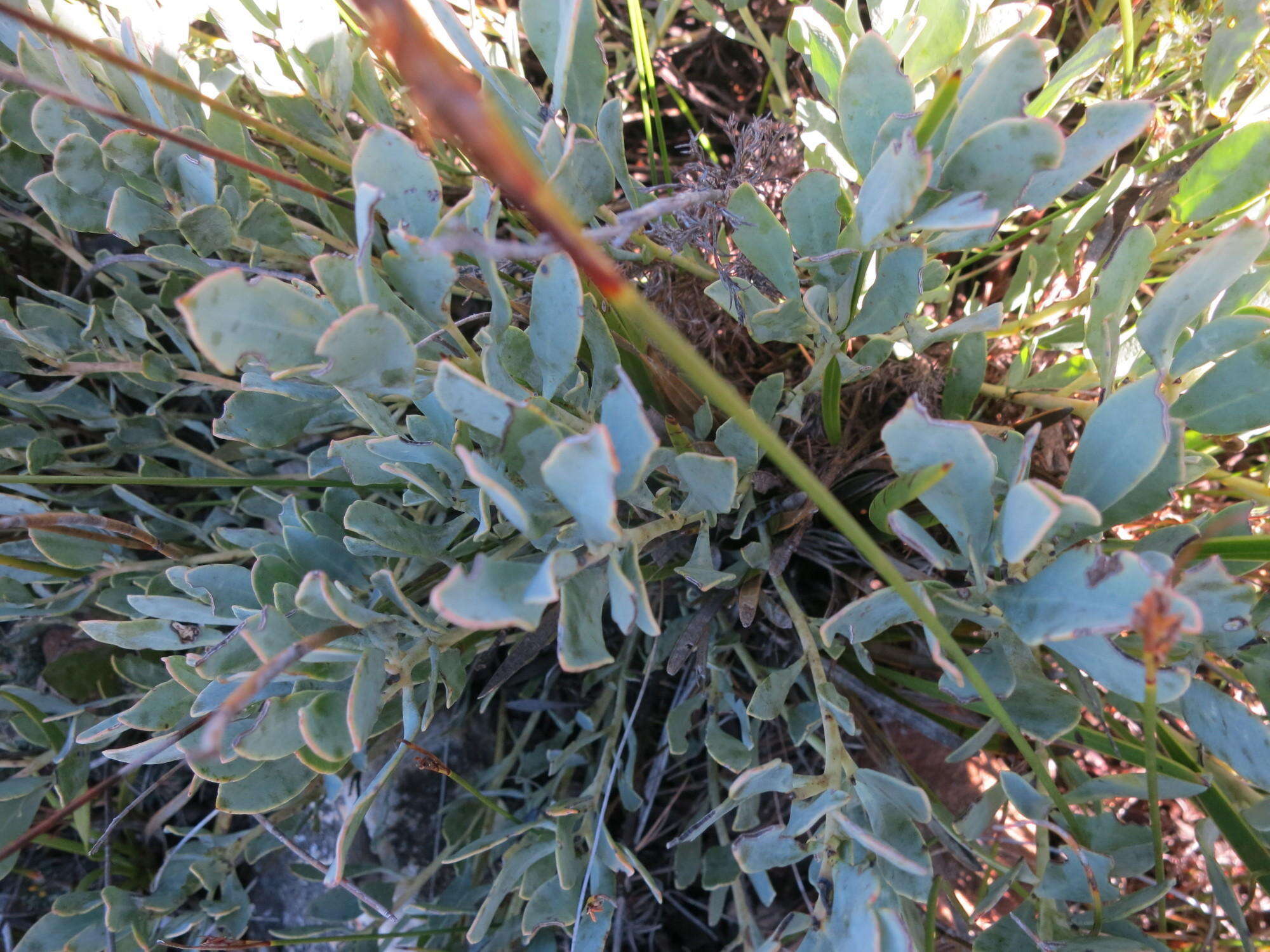 Image of Rafnia rostrata subsp. pluriflora