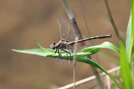 Image of Phanogomphus lividus (Selys 1854)