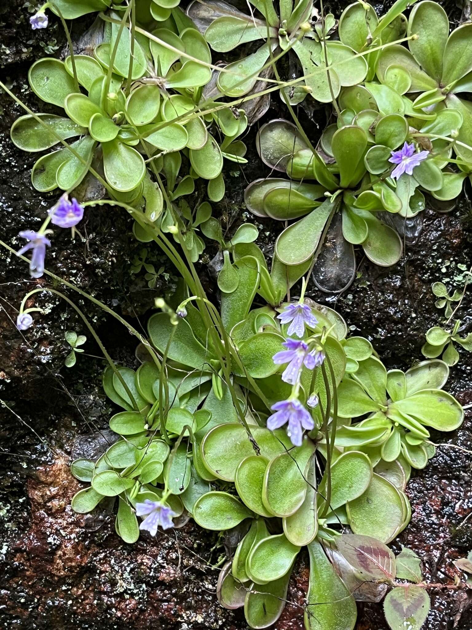 Image of Pinguicula emarginata S. Z. Ruiz & J. Rzedowski