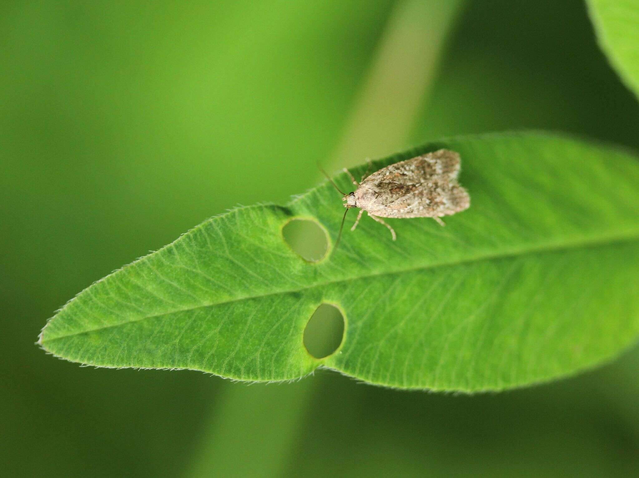 Image of Agonopterix hypericella Hübner 1816