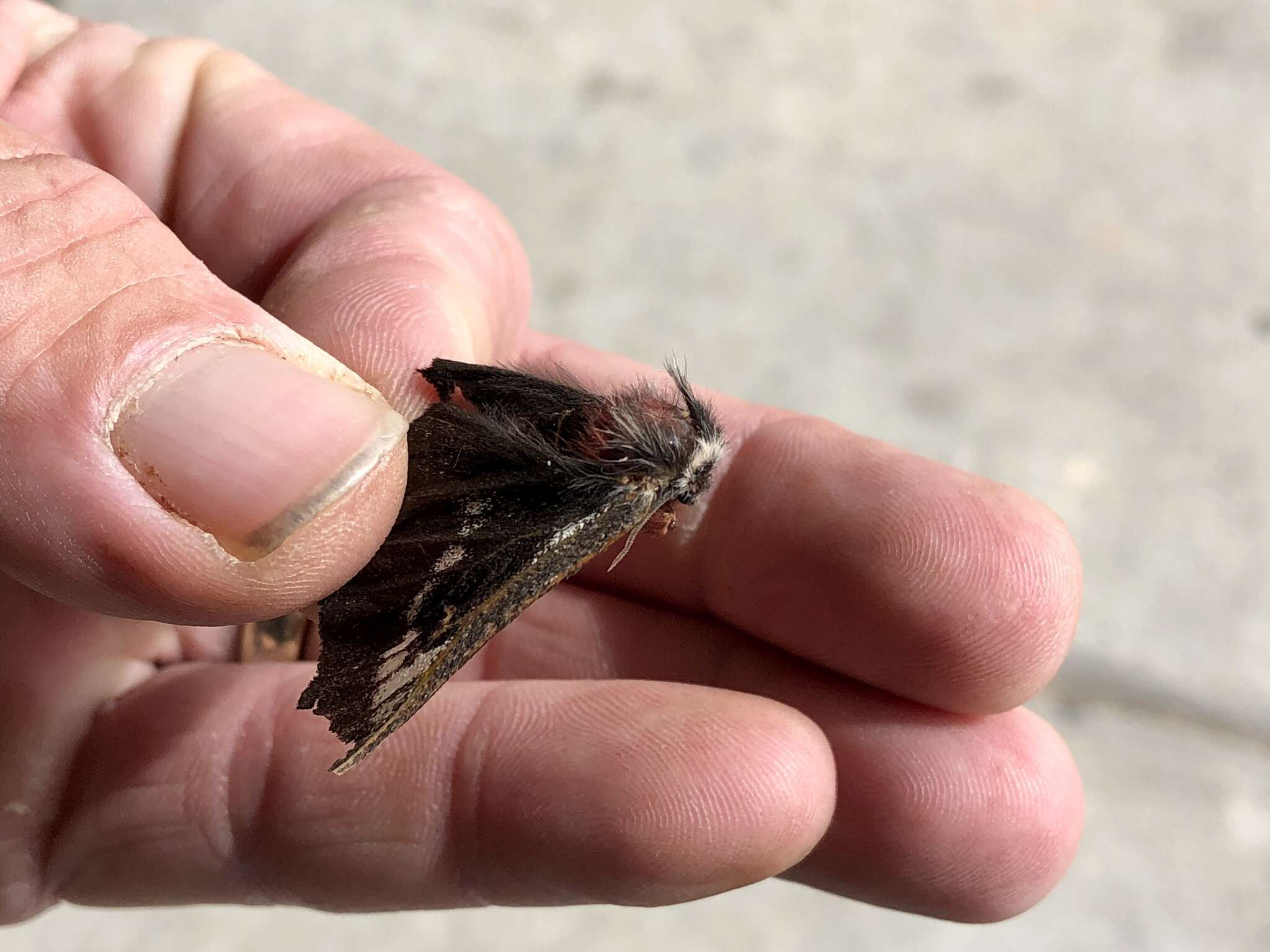 Image of Juno Buck Moth
