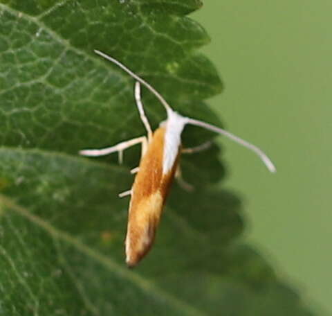 Imagem de Argyresthia albistria Haworth 1828