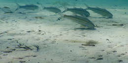 Image of Band-tail goatfish