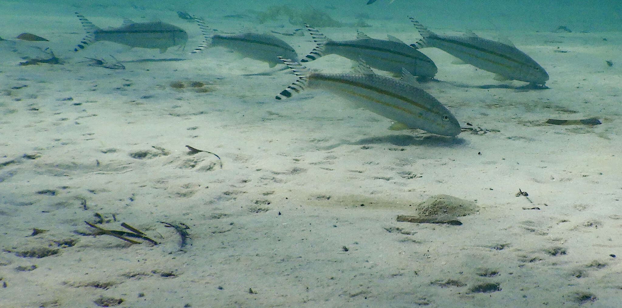 Image of Band-tail goatfish