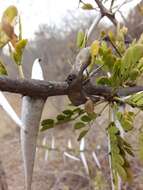 Imagem de Vachellia exuvialis (Verd.) Kyal. & Boatwr.