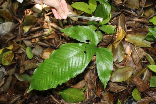 Image of Hair-Vein Fern