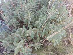 Imagem de Salvia candelabrum Boiss.