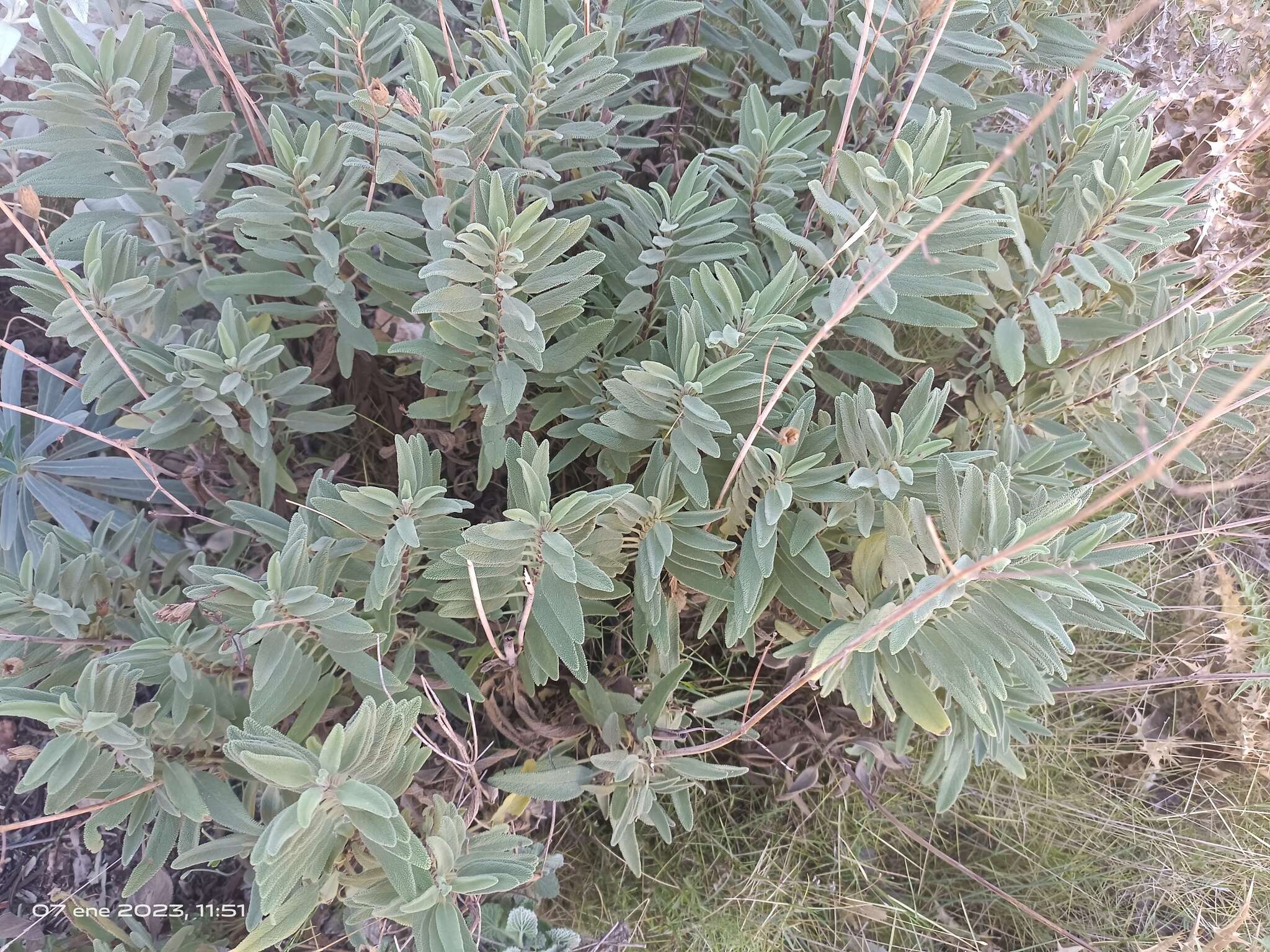 Imagem de Salvia candelabrum Boiss.