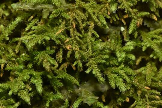 Image of Macoun's heterocladium moss