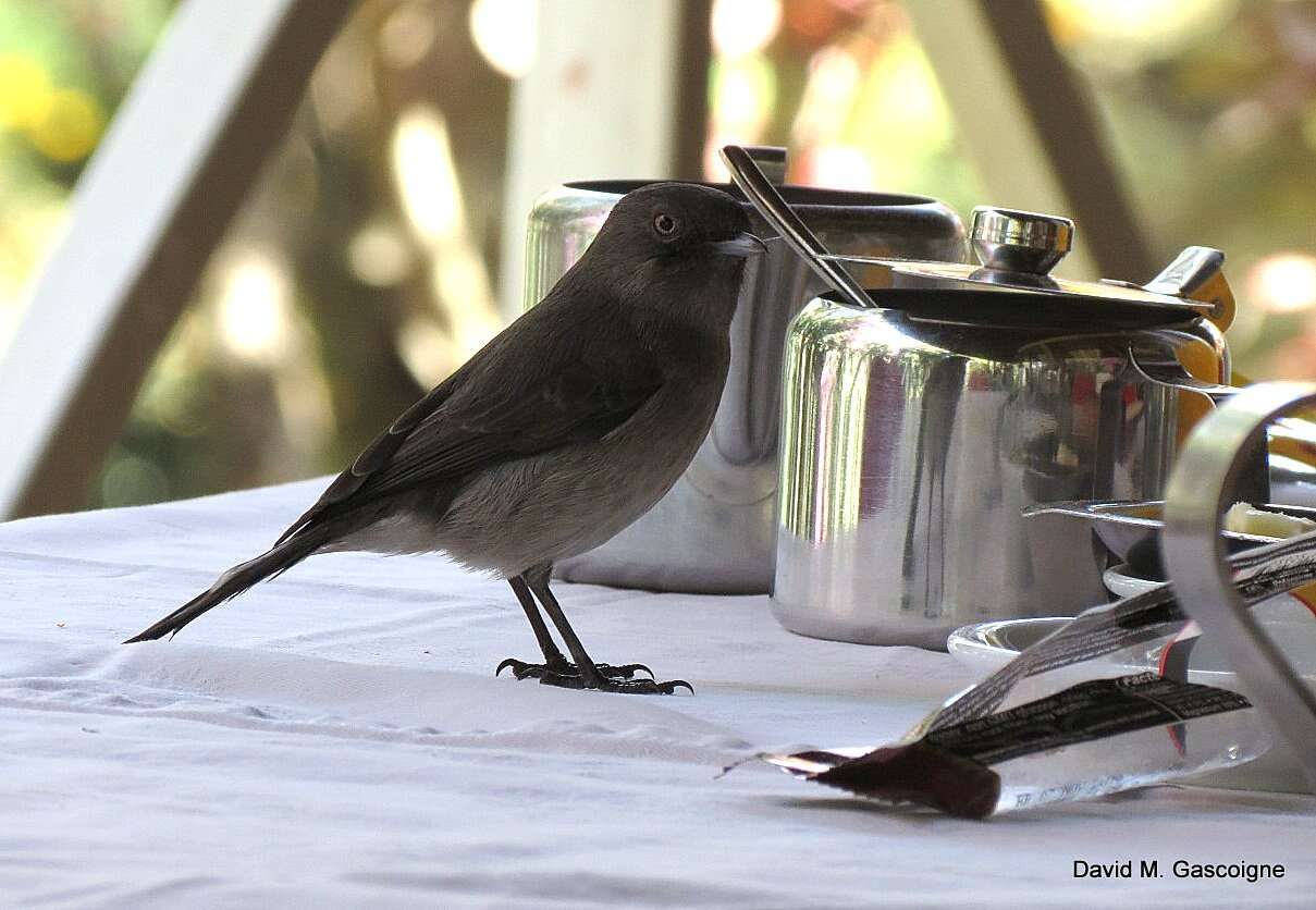 Image of Abyssinian Slaty Flycatcher