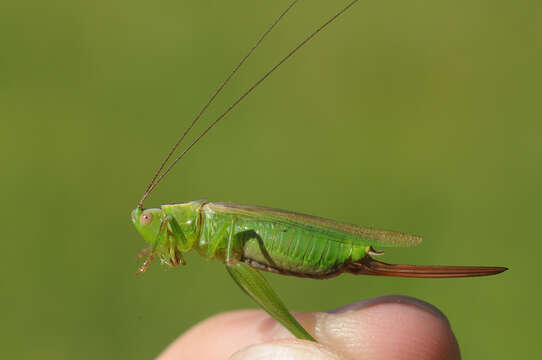 Image de Conocephalus (Anisoptera) fuscus (Fabricius 1793)