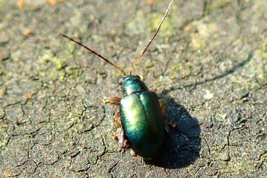 Image of <i>Aphthona strigosa</i>