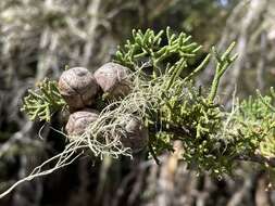 صورة Cupressus goveniana var. goveniana