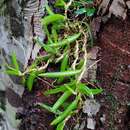 Image of Wheat-leaf rope orchid