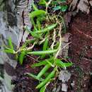 Image de Bulbophyllum shepherdii (F. Muell.) Rchb. fil.