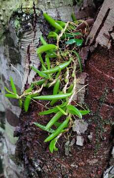 Image de Bulbophyllum shepherdii (F. Muell.) Rchb. fil.