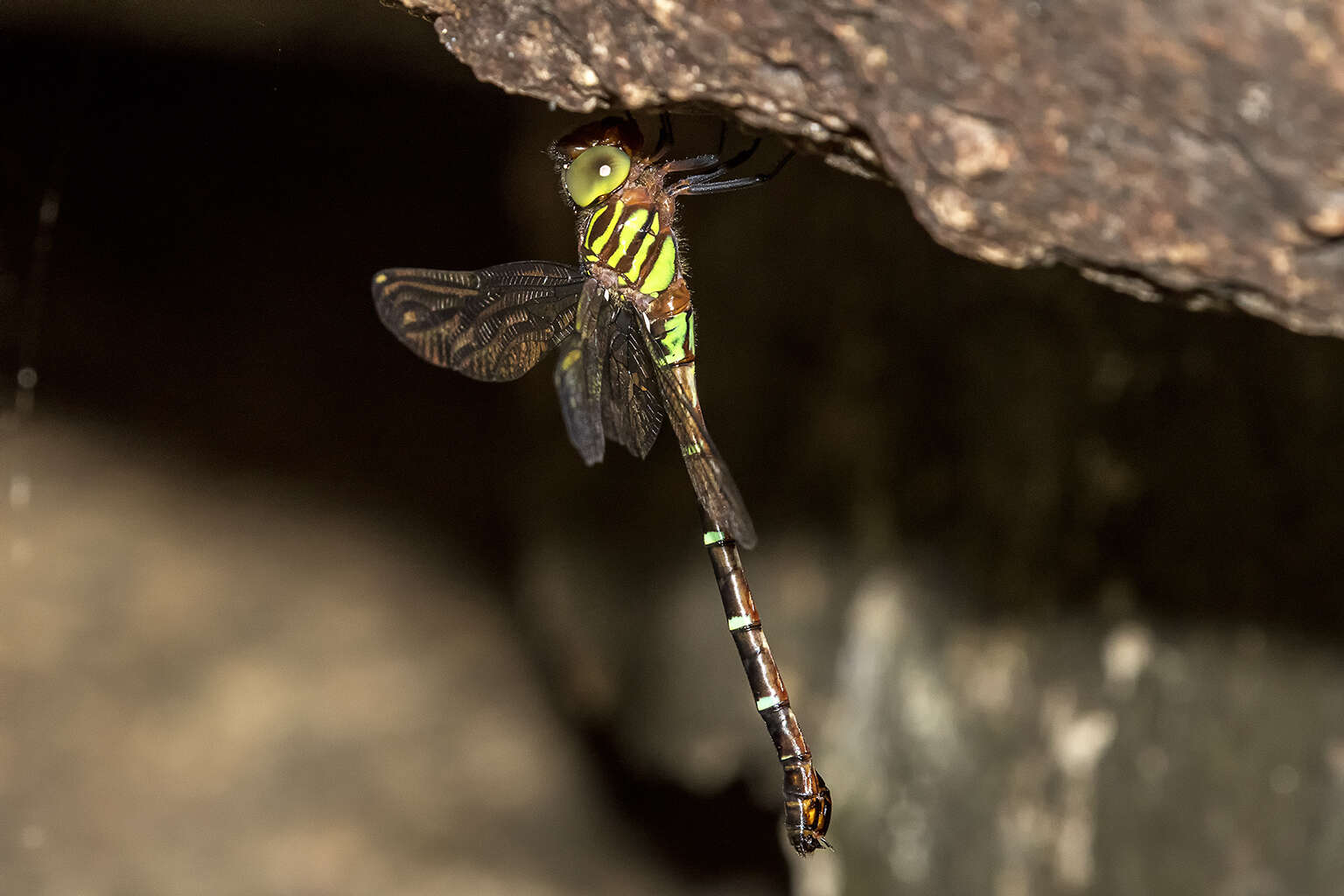 Image of Green-striped Darner