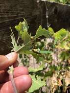 Image of Western Grapeleaf Skeletonizer