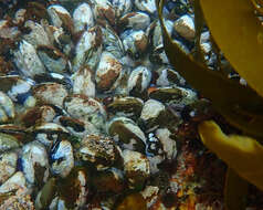 Image of black mussel