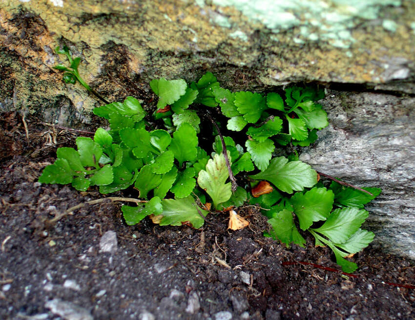 Image of Asplenium pauperequitum Brownsey & P. J. Jacks.