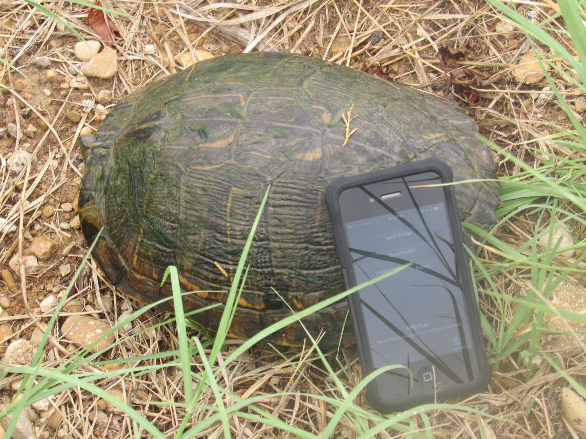 Image of slider turtle, red-eared terrapin, red-eared slider